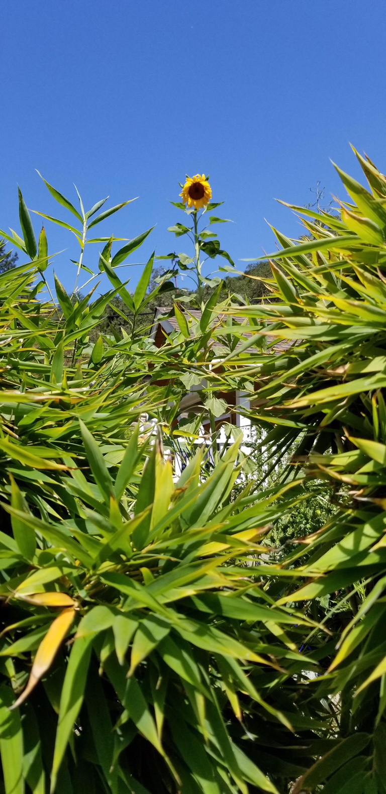 image1.jpeg